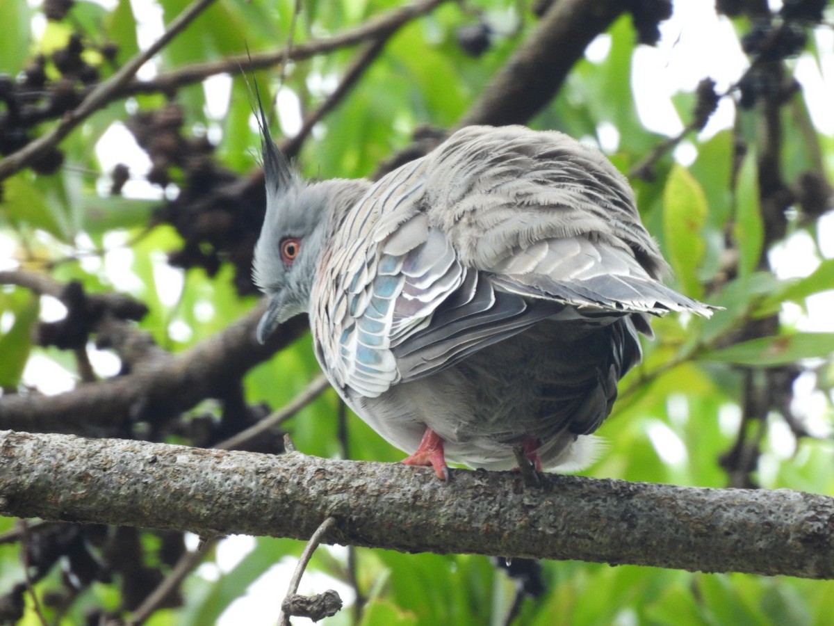 Crested Pigeon - ML615851380