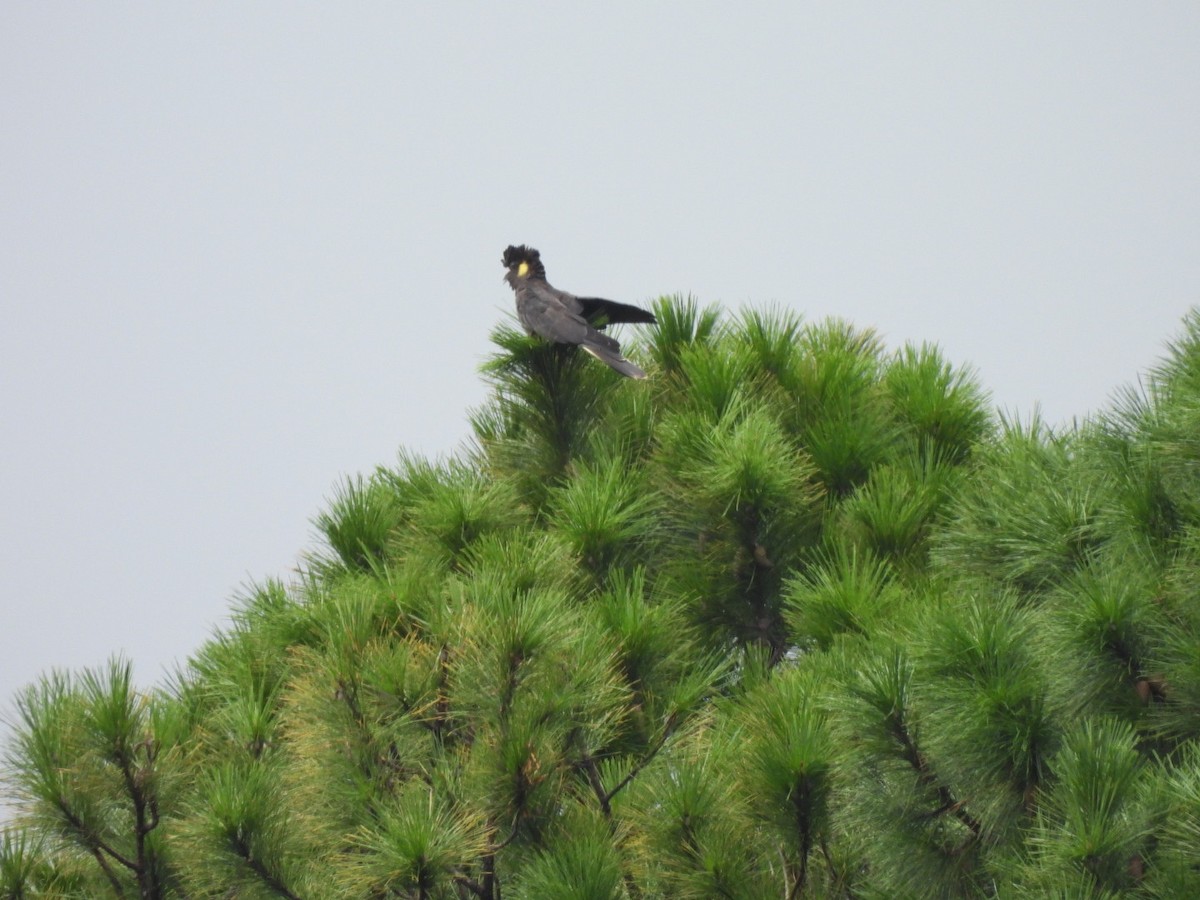 Yellow-tailed Black-Cockatoo - ML615851407
