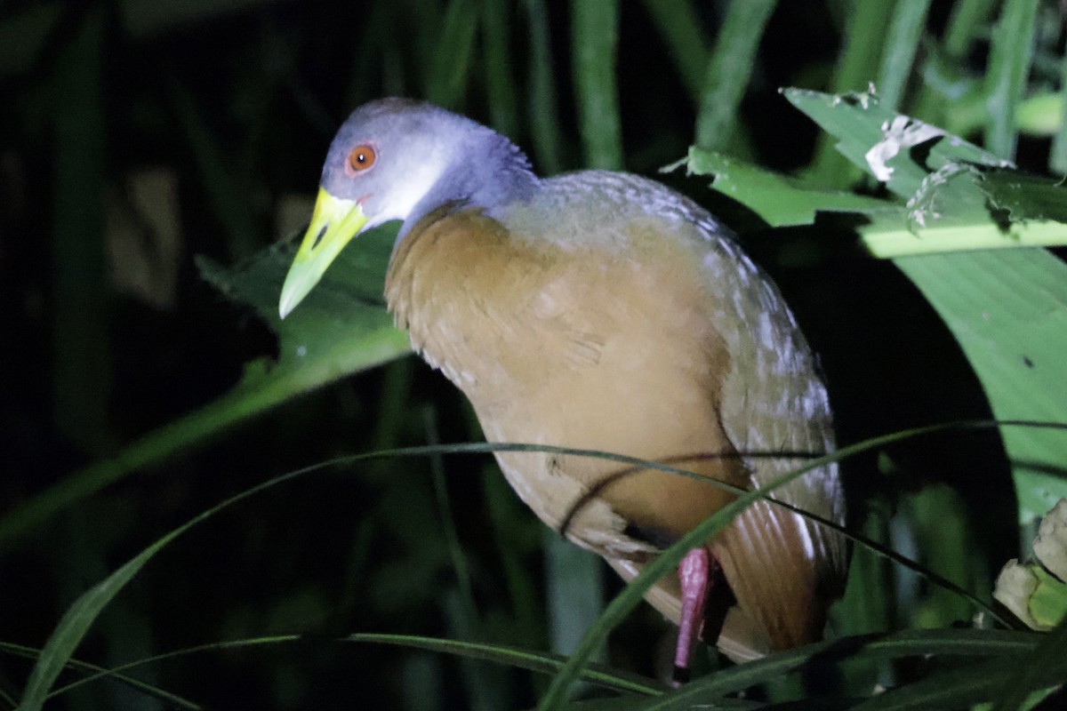 Gray-cowled Wood-Rail - ML615851423