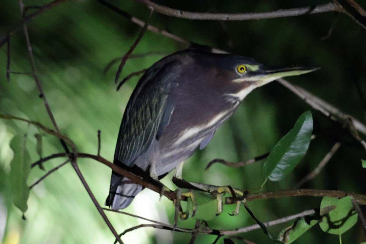 Green Heron - ML615851425