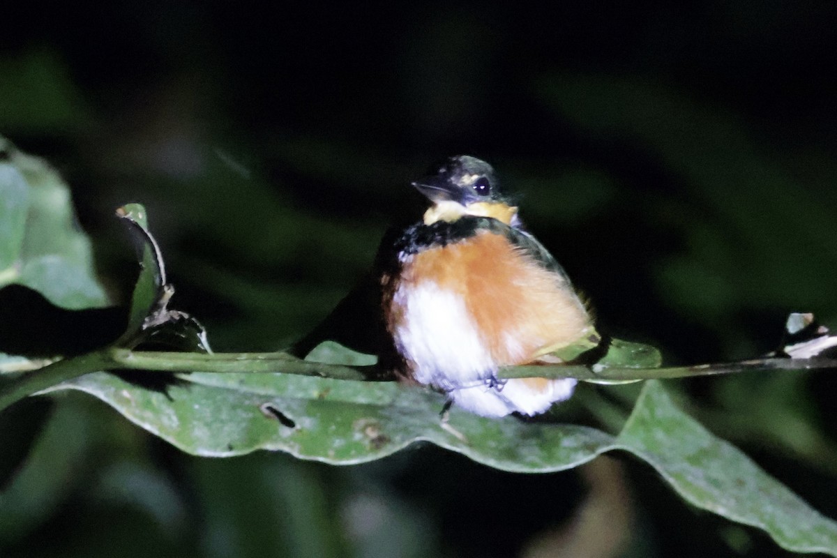 American Pygmy Kingfisher - ML615851431