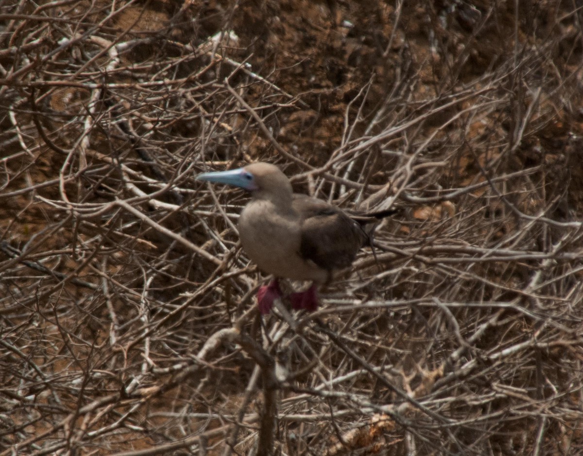 Red-footed Booby - ML615851509