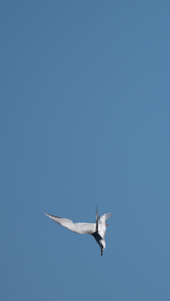 Snowy-crowned Tern - ML615851614