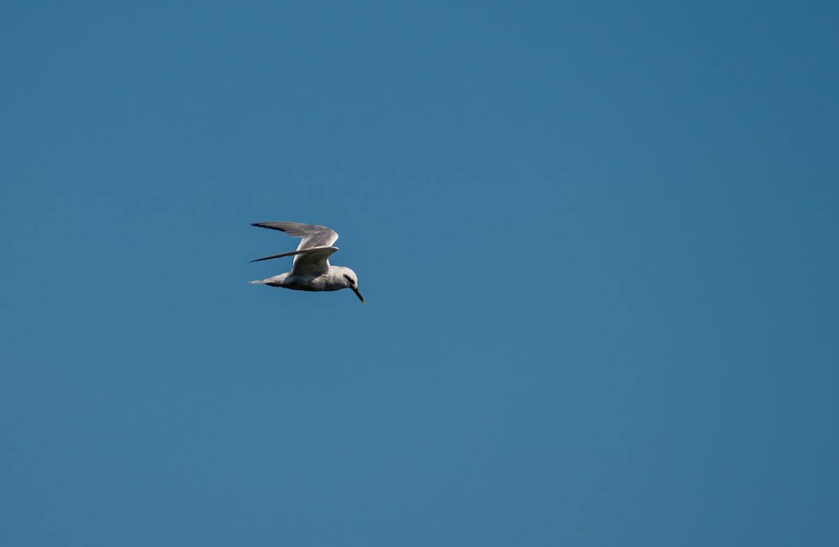 Snowy-crowned Tern - ML615851615