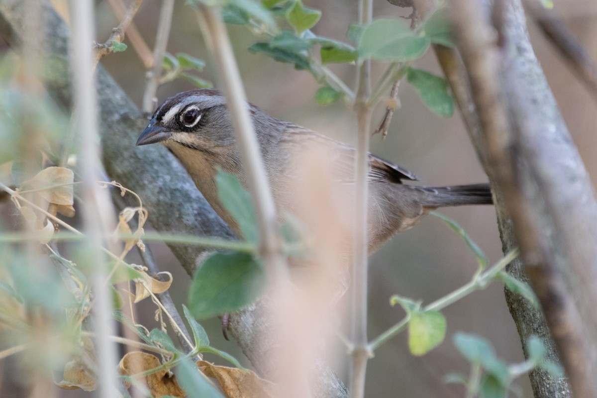 Oaxaca Sparrow - Jodhan Fine