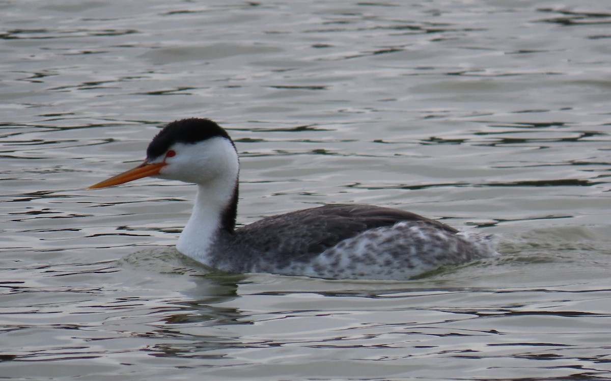 Clark's Grebe - ML615851663