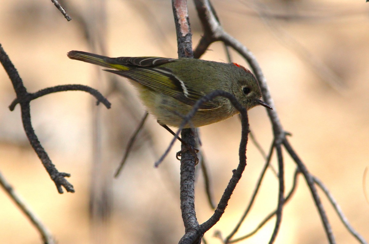 Ruby-crowned Kinglet - ML615851687