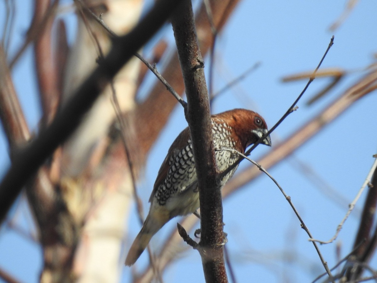 Scaly-breasted Munia - ML615851694