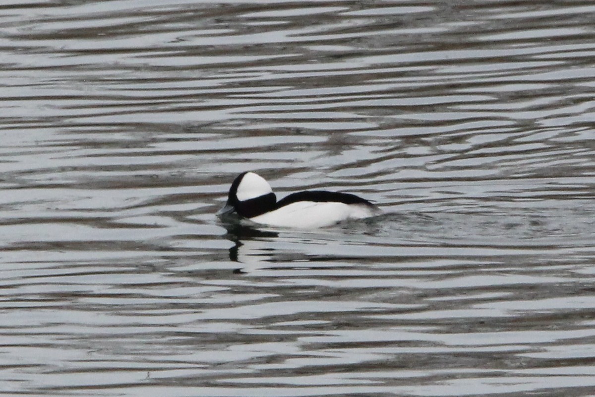 Bufflehead - Quinn Desilets