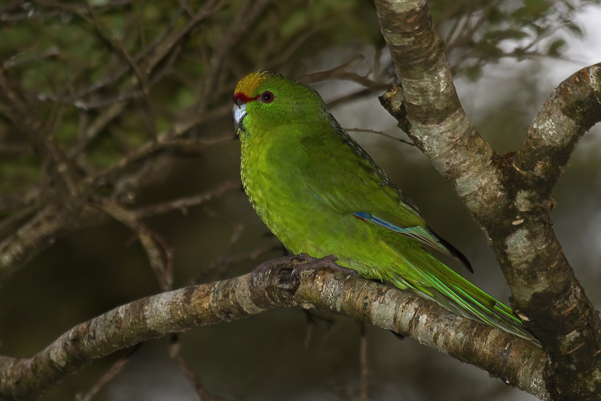 Perico Maorí Cabecigualdo - ML615851709