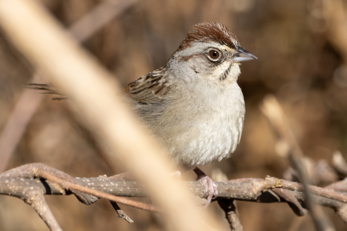 Oaxaca Sparrow - Jodhan Fine