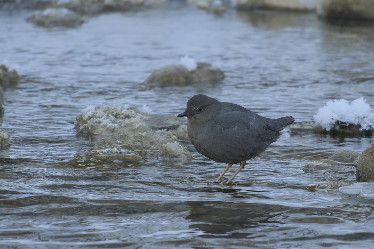 American Dipper - ML615851736