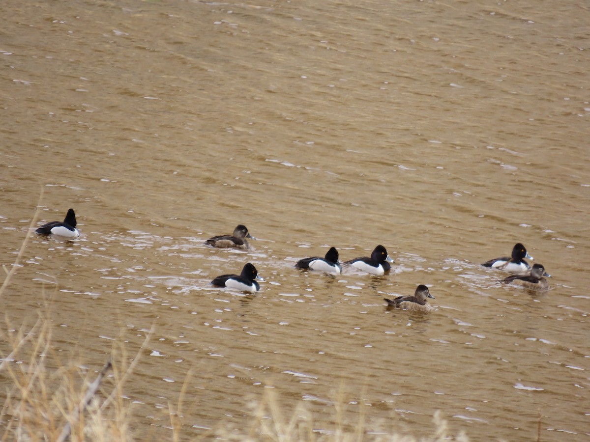 Ring-necked Duck - ML615851749