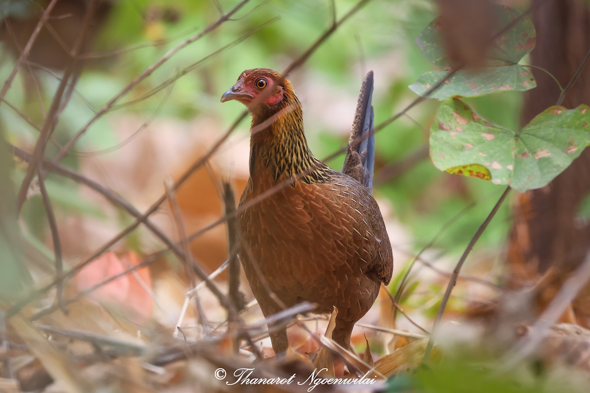 Red Junglefowl - Thanarot Ngoenwilai