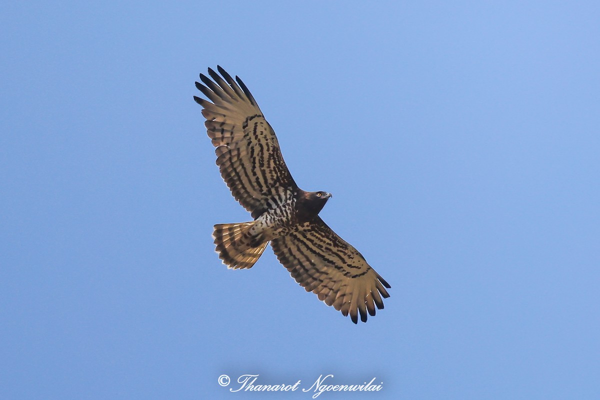 Short-toed Snake-Eagle - ML615851760