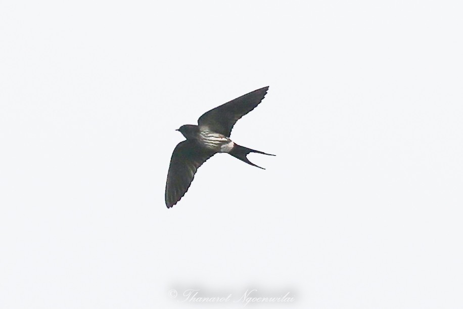 Striated Swallow - Thanarot Ngoenwilai