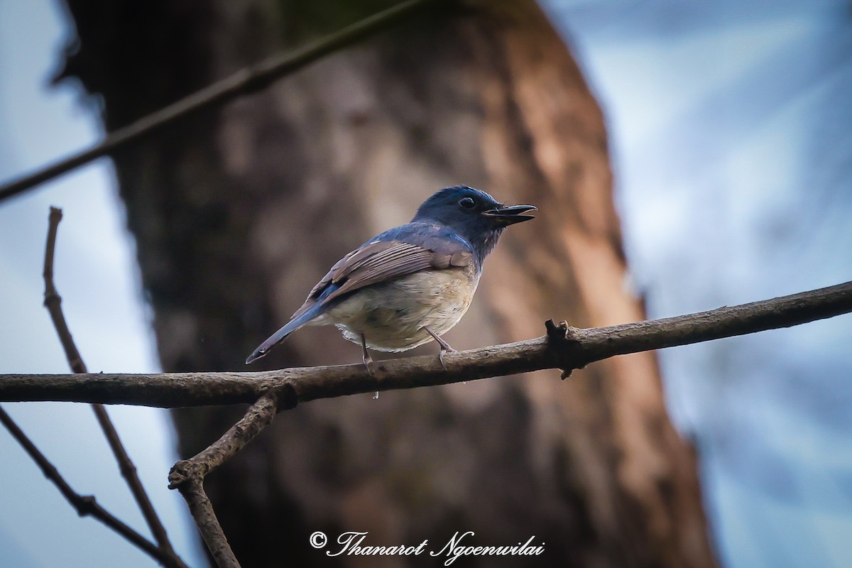 Hainan Blue Flycatcher - ML615851793