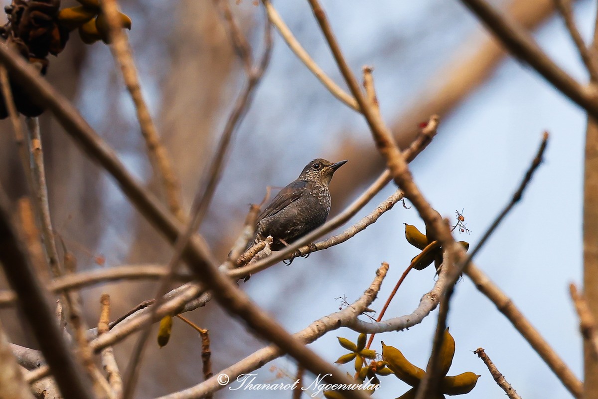 Blue Rock-Thrush - Thanarot Ngoenwilai