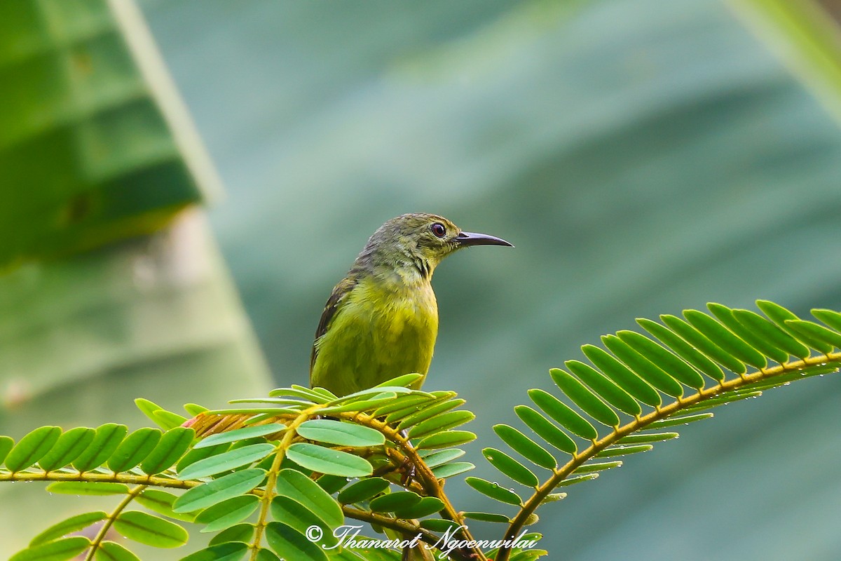 Brown-throated Sunbird - Thanarot Ngoenwilai