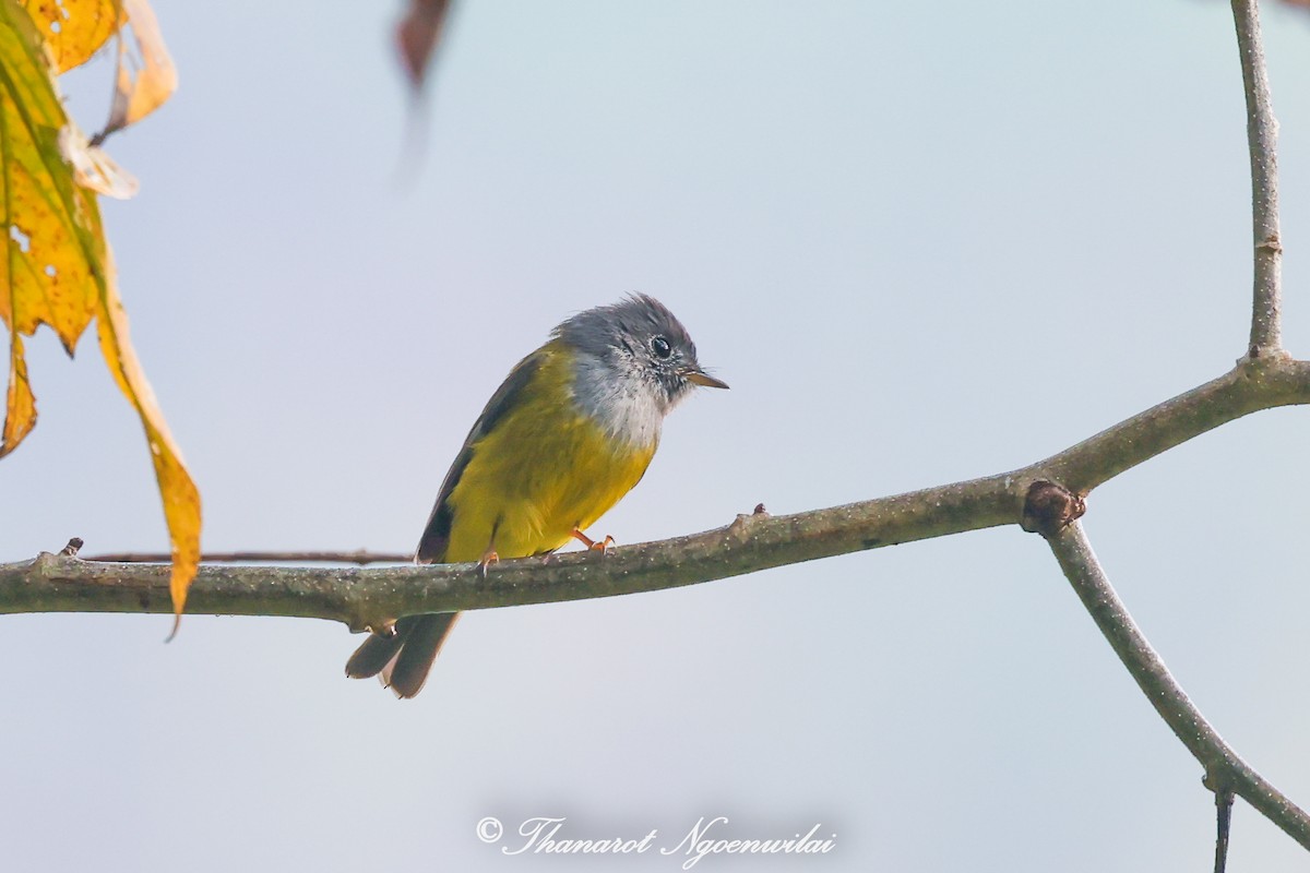 Gray-headed Canary-Flycatcher - Thanarot Ngoenwilai