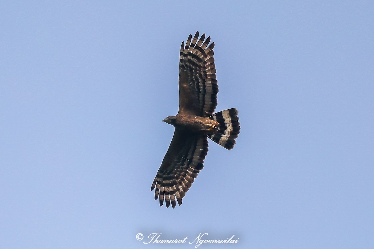 Oriental Honey-buzzard - ML615851825