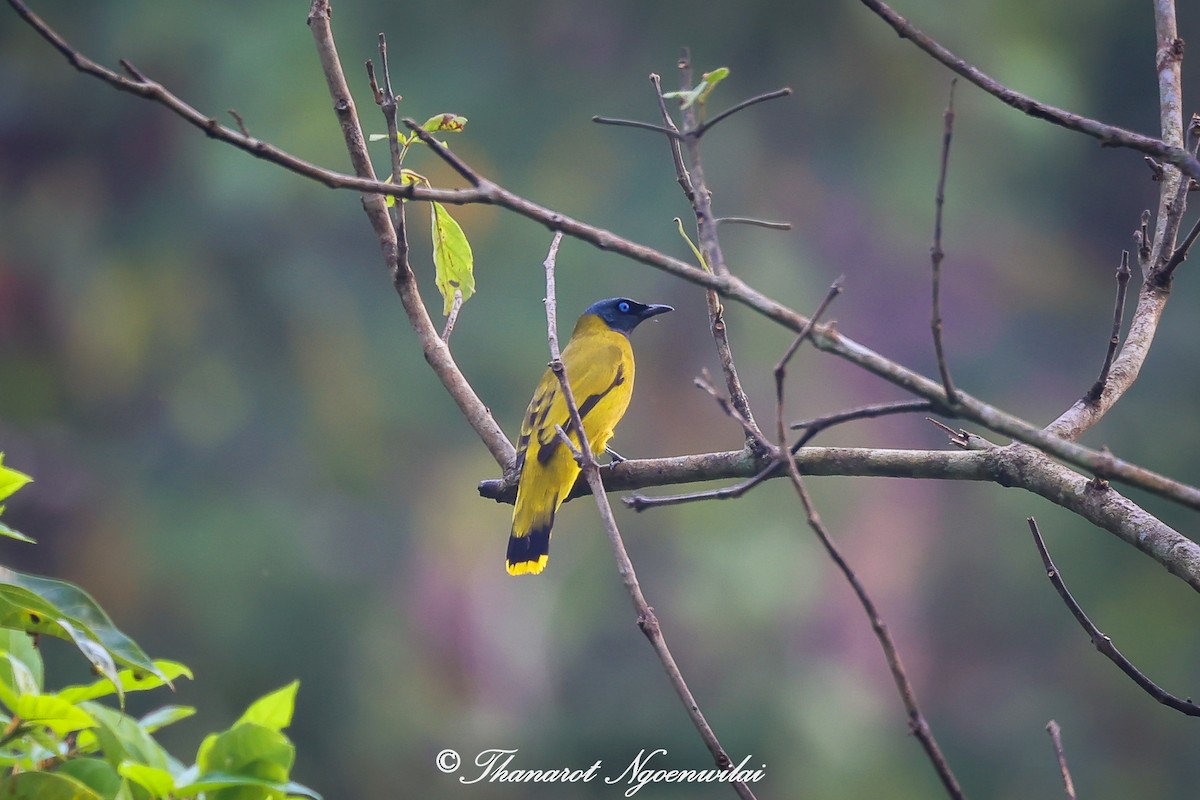 Black-headed Bulbul - Thanarot Ngoenwilai