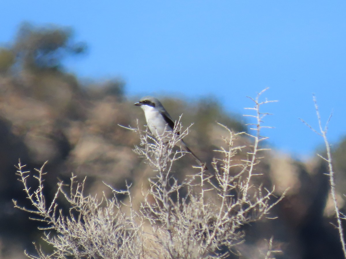 Loggerhead Shrike - ML615851870