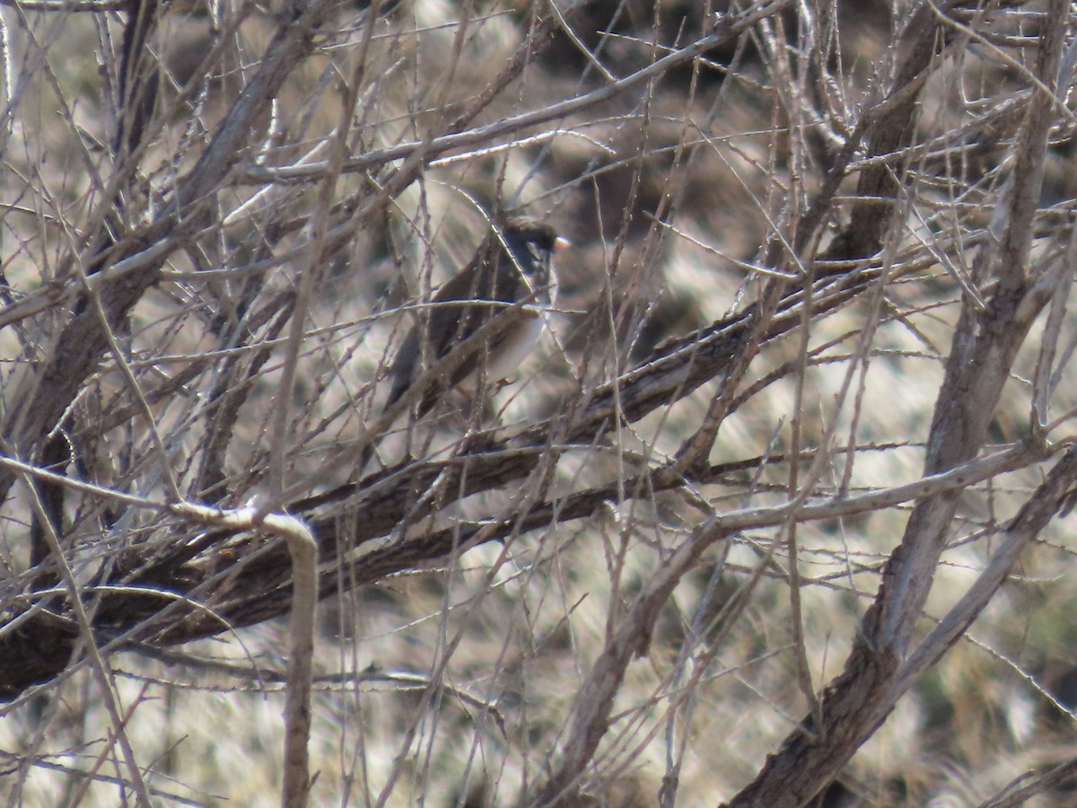Dark-eyed Junco - ML615851874