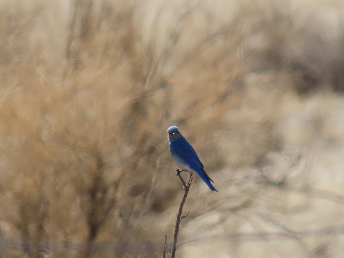 Mountain Bluebird - ML615851889
