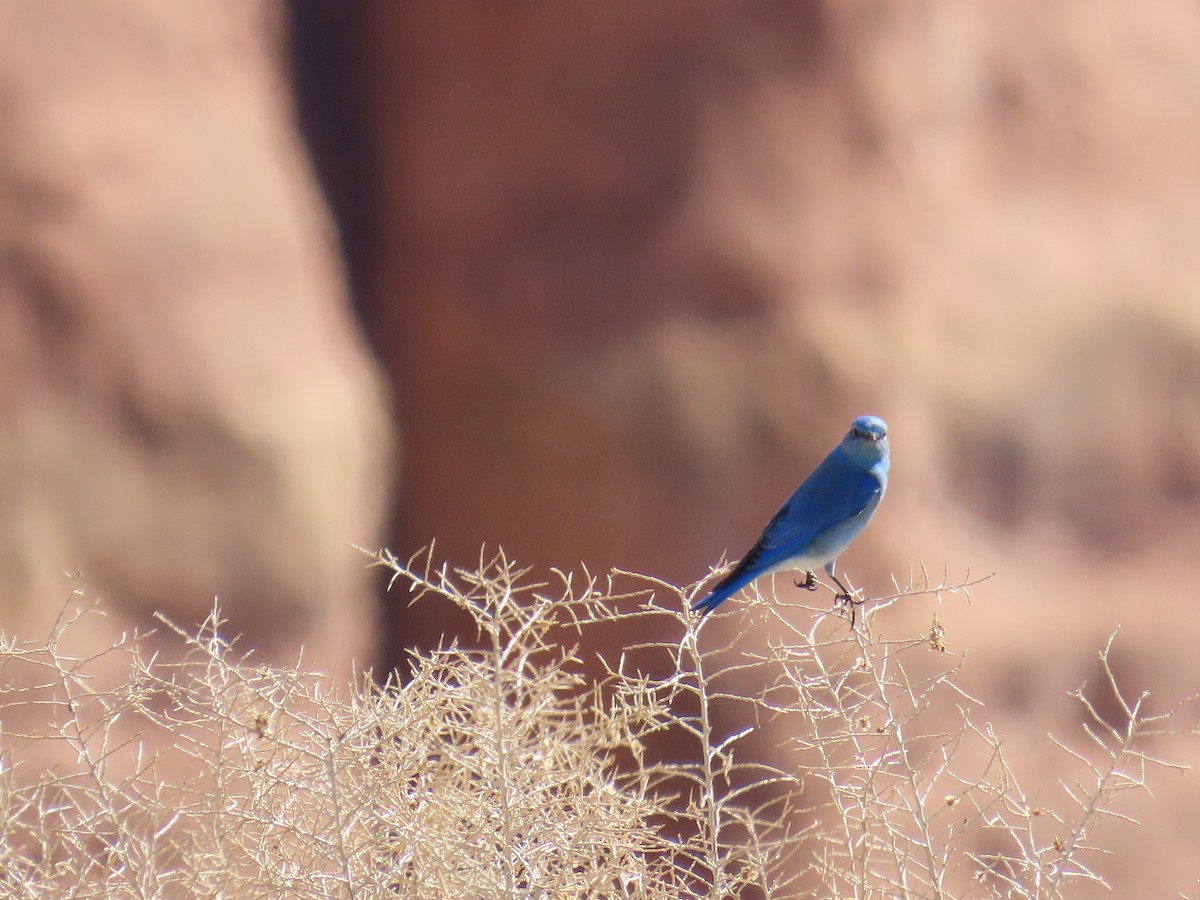Mountain Bluebird - ML615851893