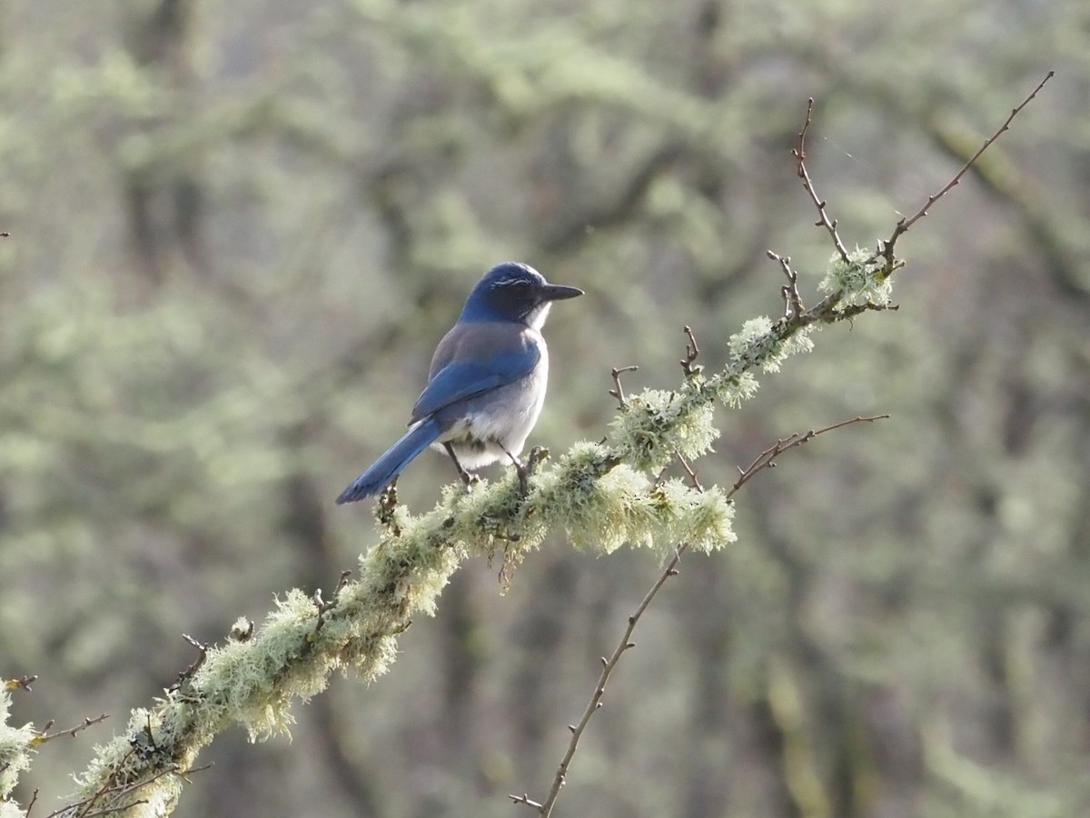 California Scrub-Jay - ML615851902