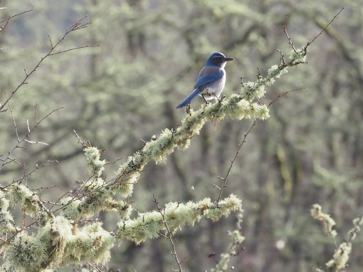 California Scrub-Jay - Ellen  Cantor