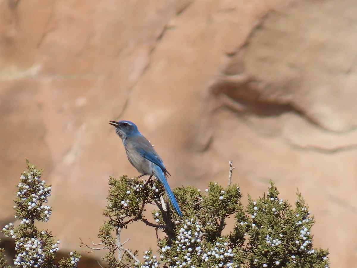 Woodhouse's Scrub-Jay - ML615851904