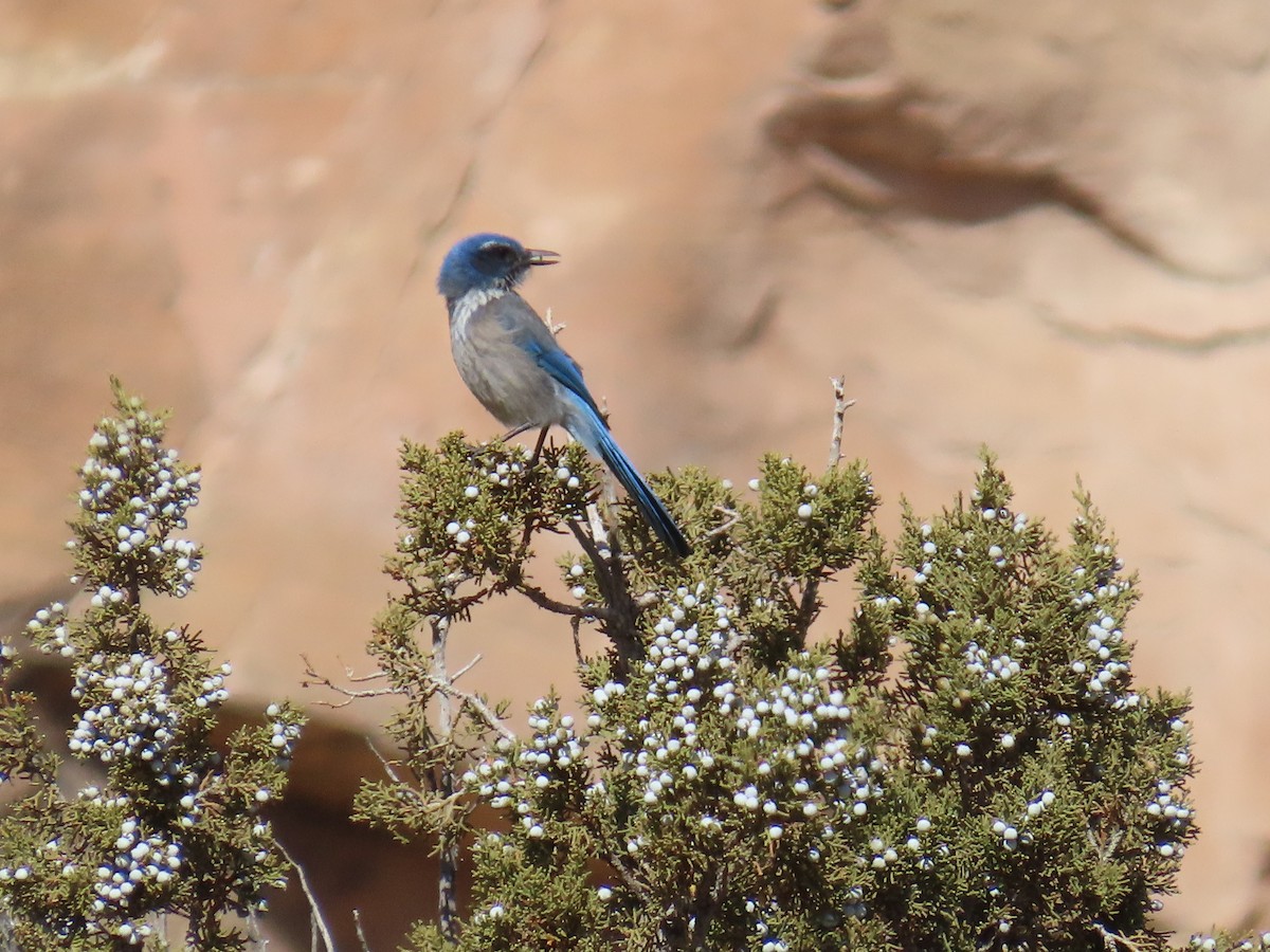 Woodhouse's Scrub-Jay - ML615851908