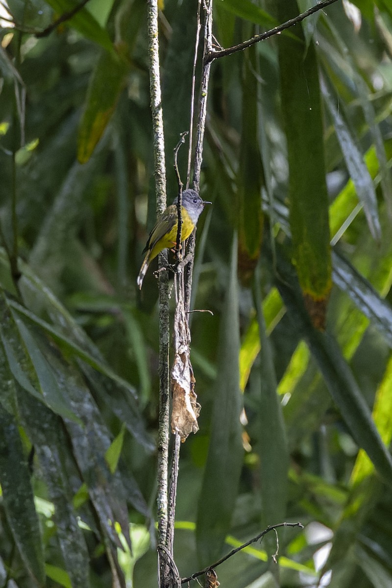 Gobemoustique à tête grise - ML615851921