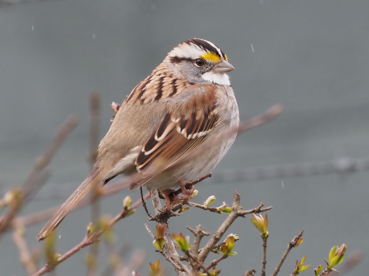 White-throated Sparrow - ML615851943