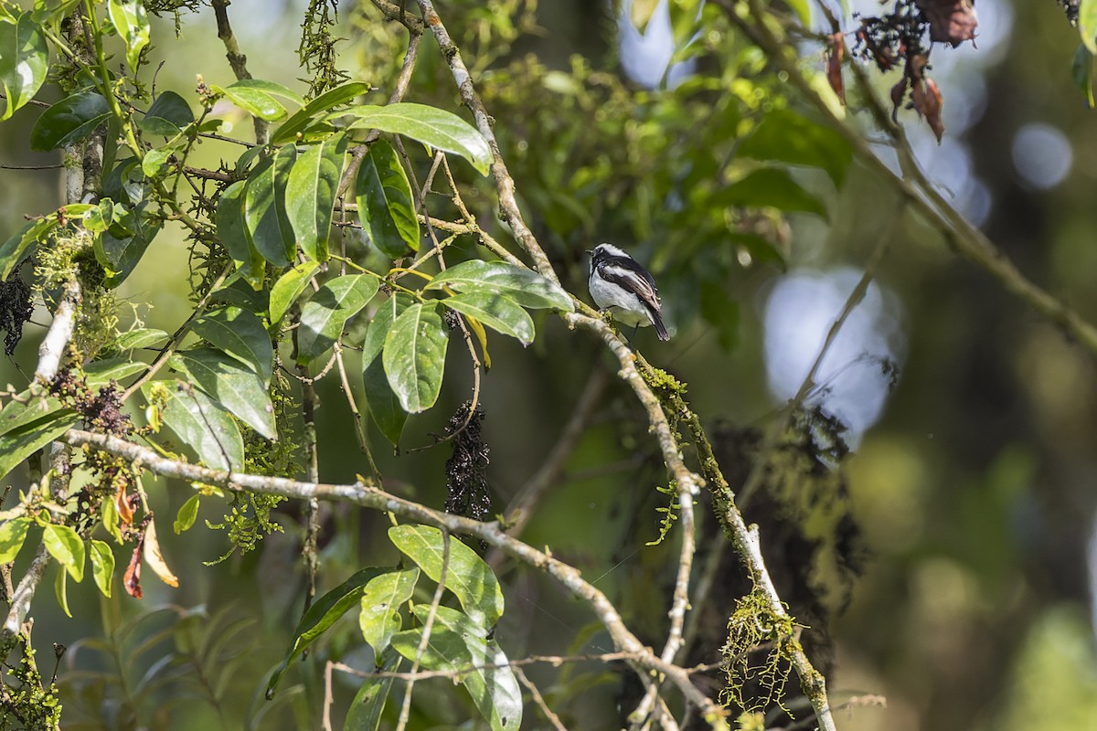 Little Pied Flycatcher - ML615851968