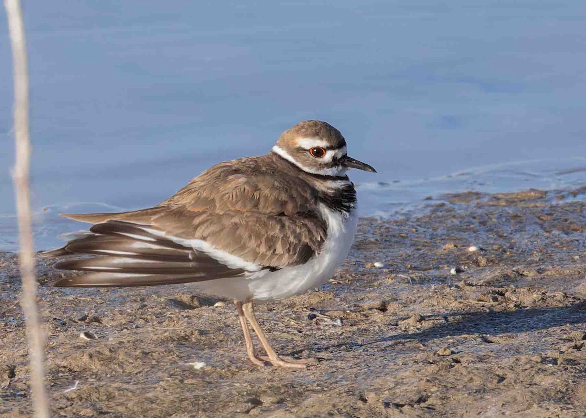 Killdeer - Verlee Sanburg