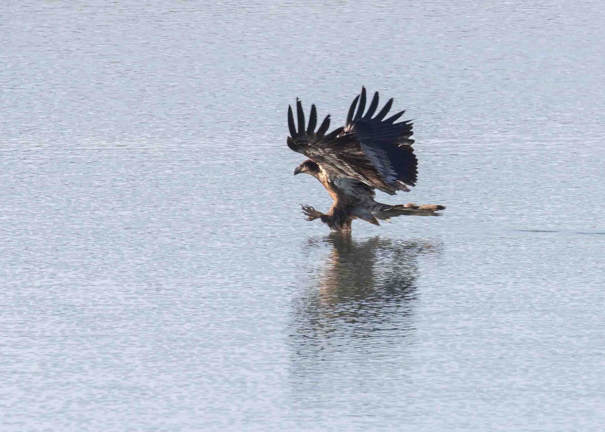 Bald Eagle - ML615852041