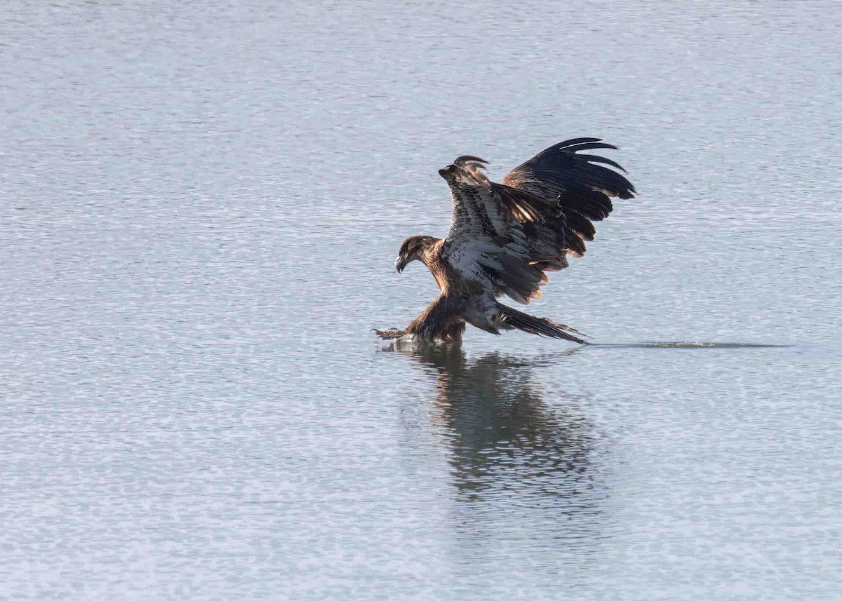 Bald Eagle - Verlee Sanburg