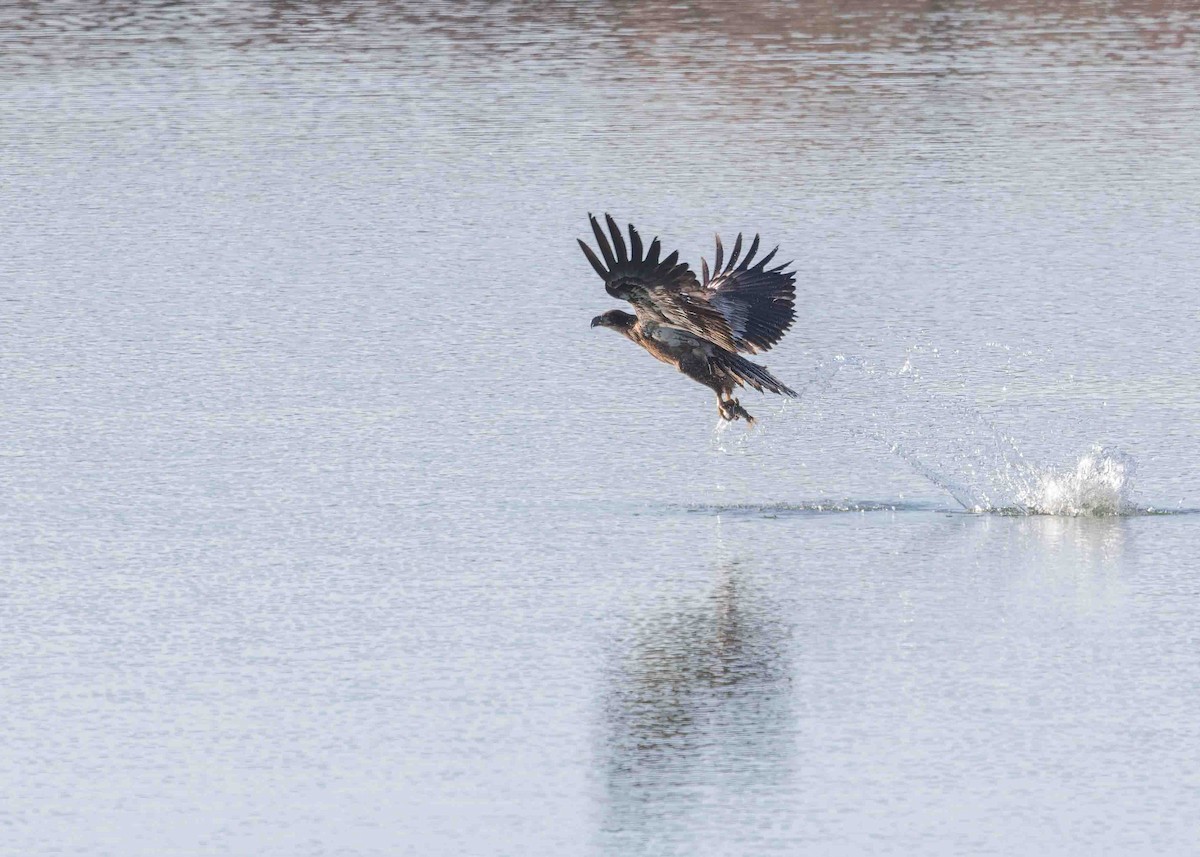 Bald Eagle - ML615852046