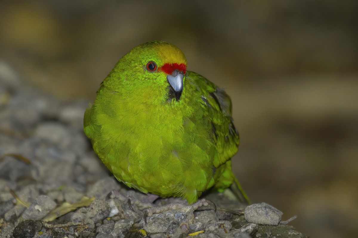 Yellow-crowned Parakeet - Glenda Rees