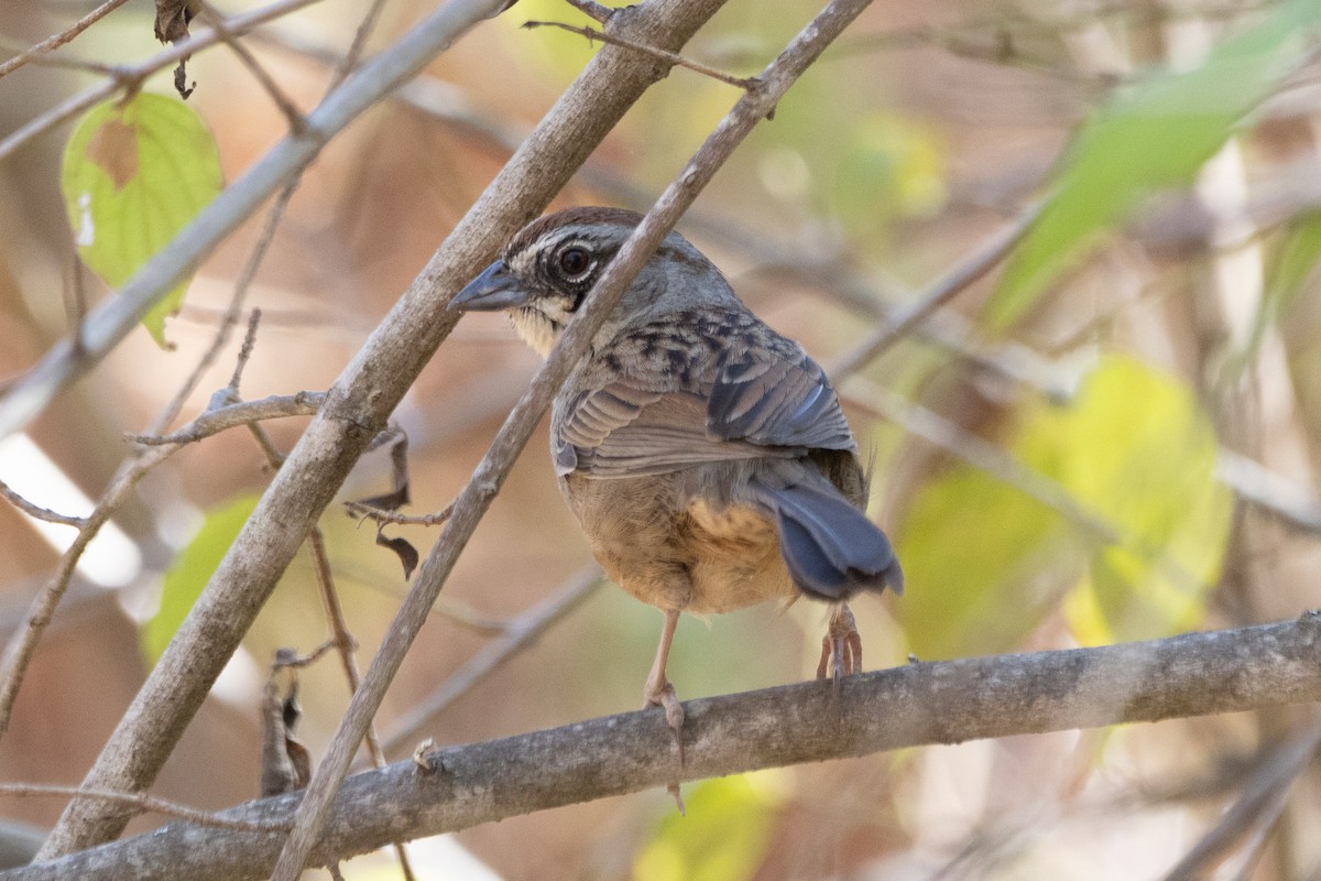 Oaxaca Sparrow - Jodhan Fine