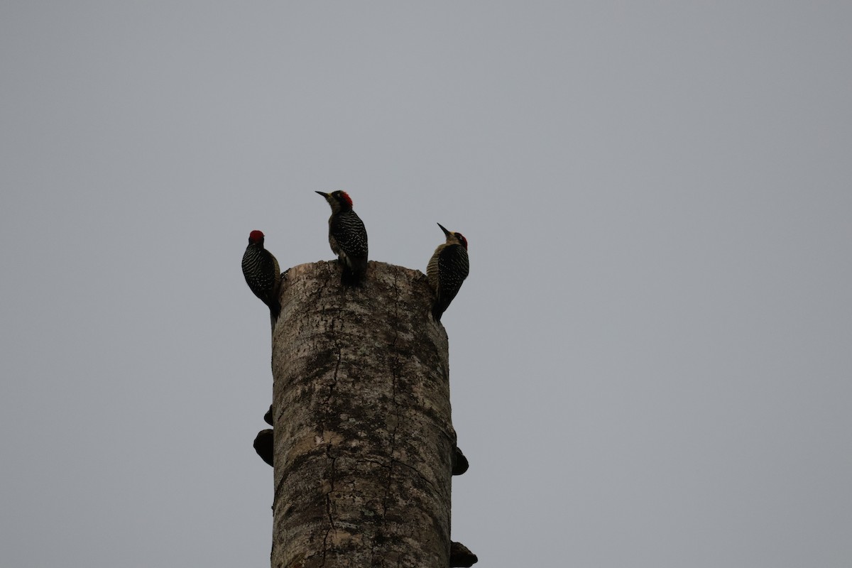 Black-cheeked Woodpecker - ML615852236