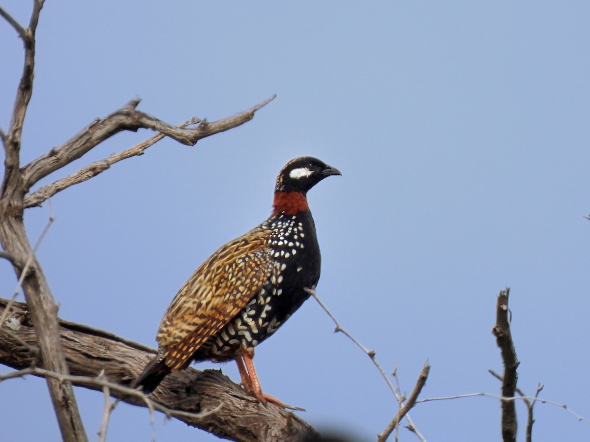 Black Francolin (Eastern) - ML615852253