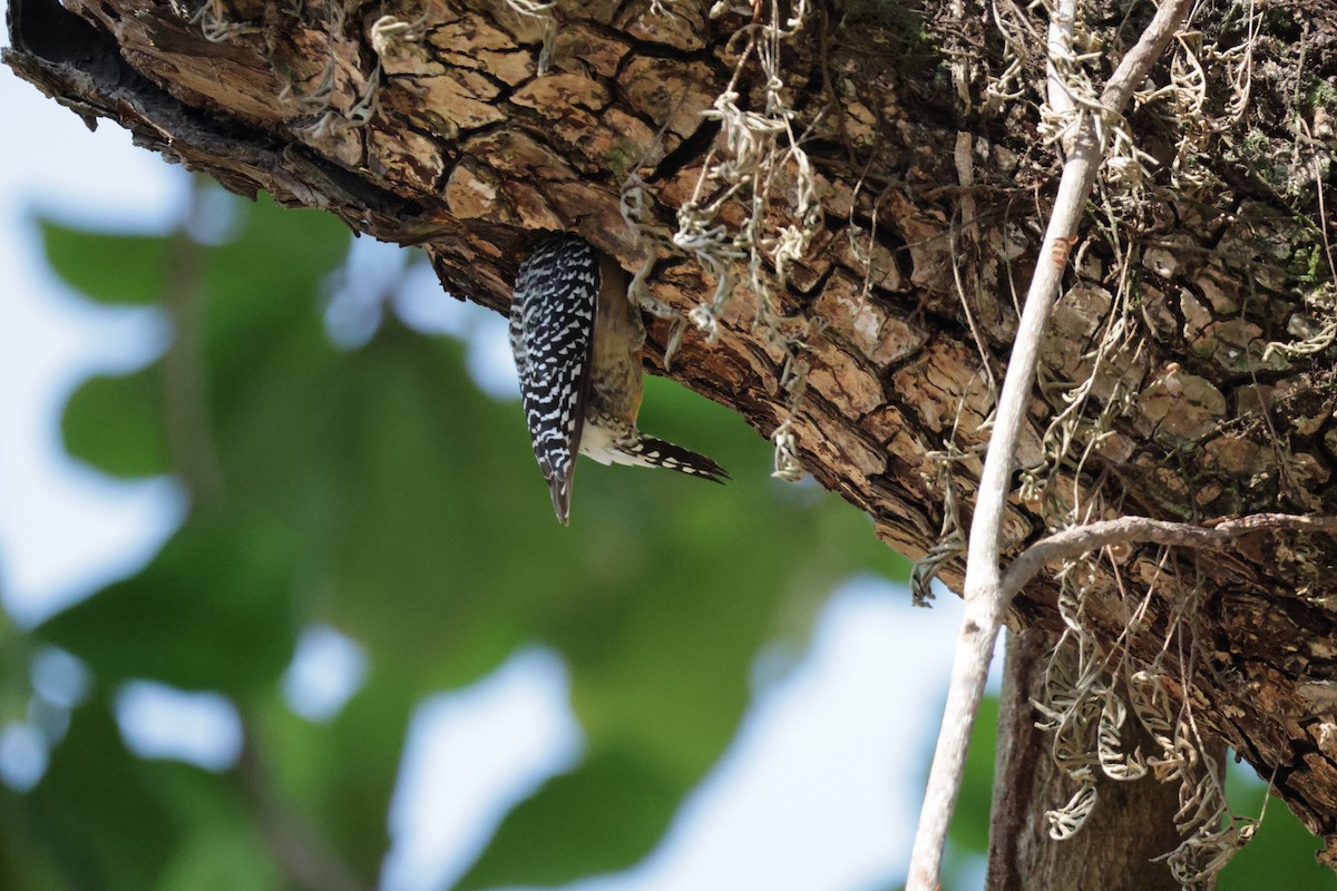 Hoffmann's Woodpecker - ML615852273