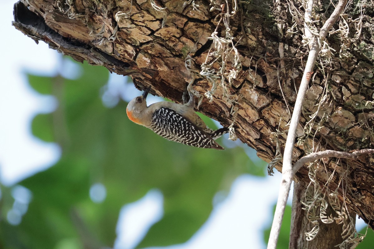 Hoffmann's Woodpecker - ML615852274