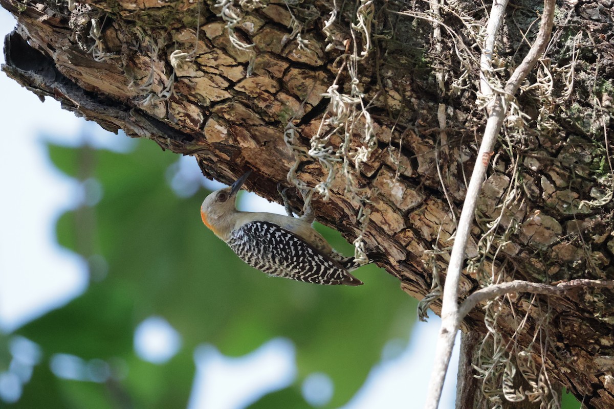 Hoffmann's Woodpecker - ML615852275