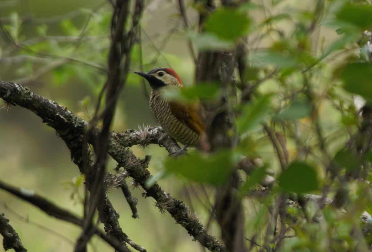 Golden-olive Woodpecker - Doug Faulkner