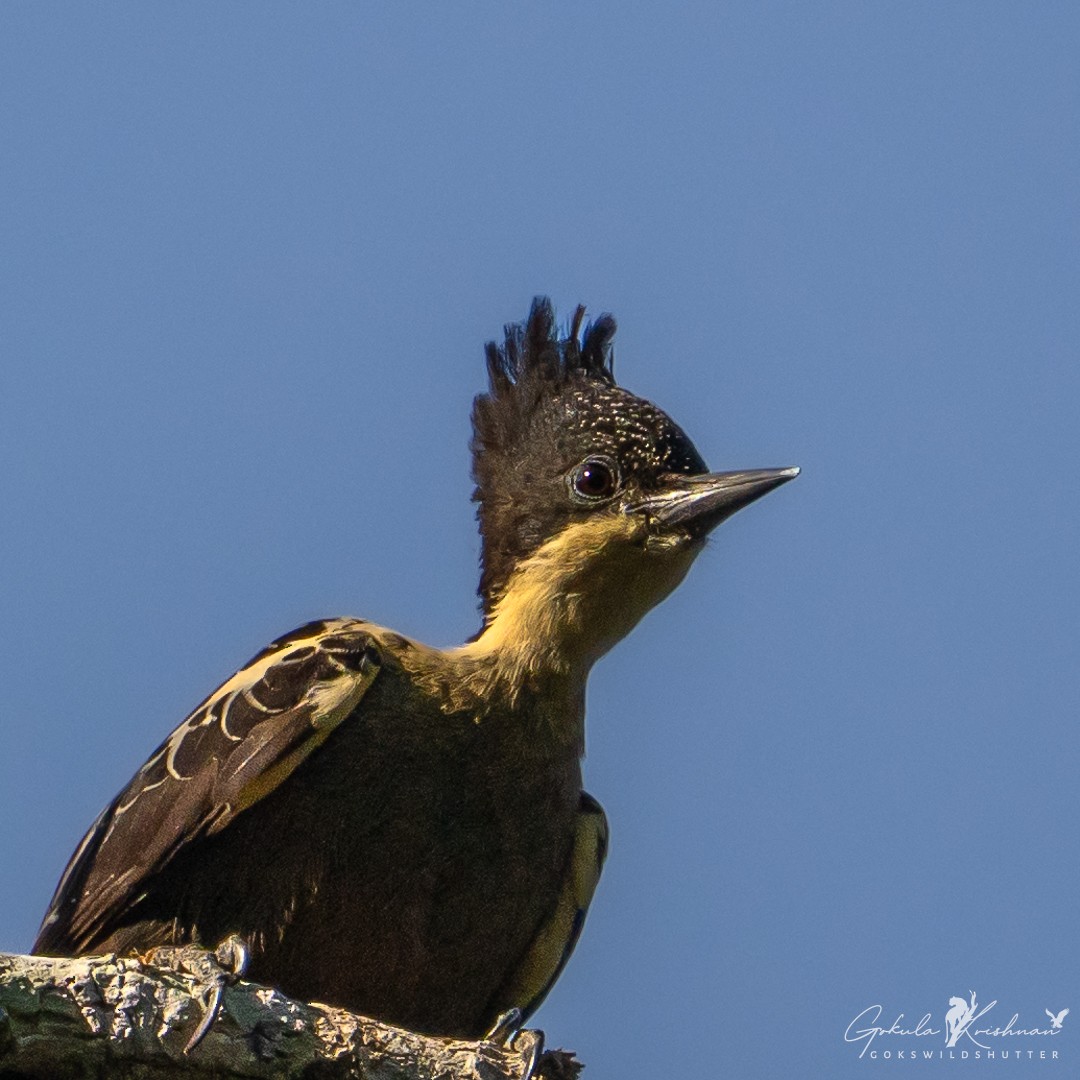 datlovec srdíčkový - ML615852314